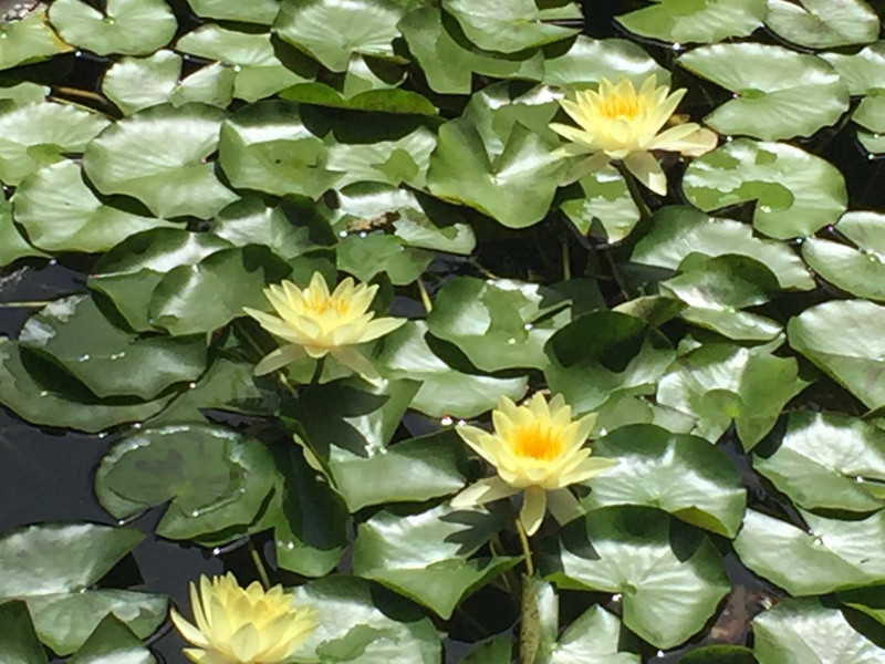 Water lillies at the Jardin Majorelle