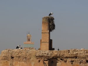 Badi Palace stork’s nests