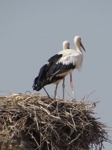 Storks on nests