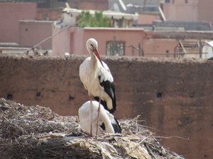 More storks nests 