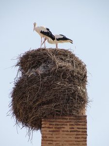 More stork’s nests