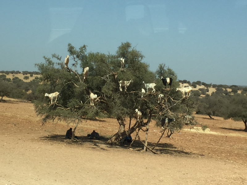 Goats in trees