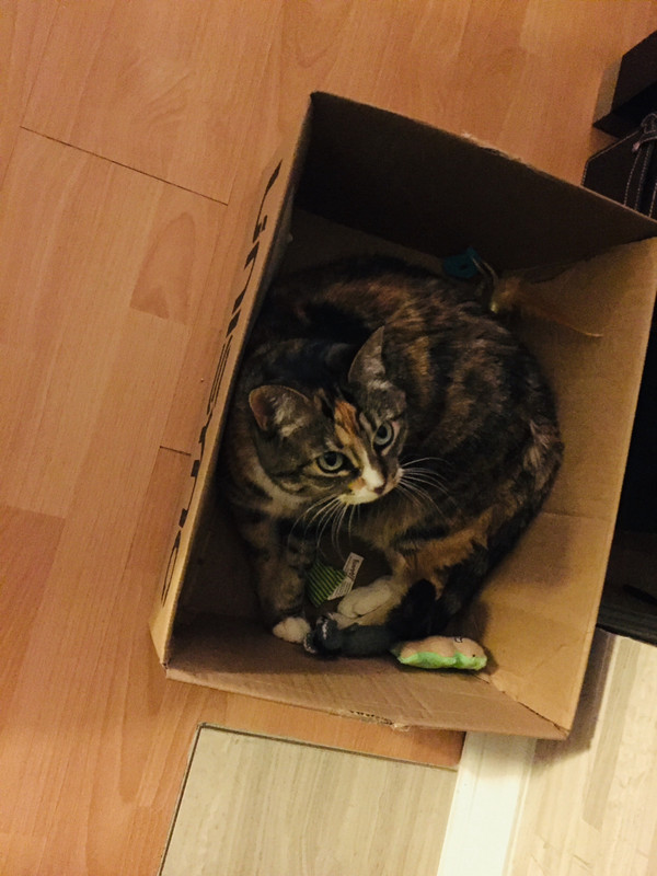 Ella in her box