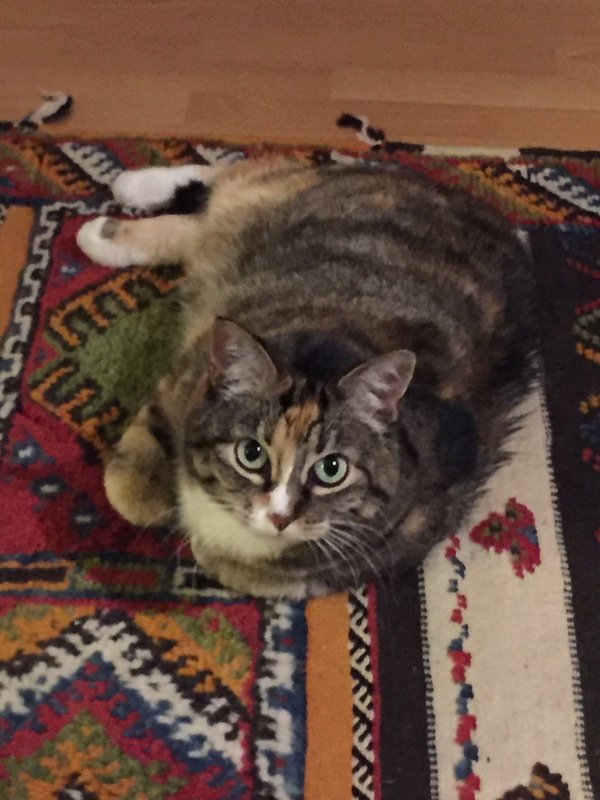 Ella approves of the carpet