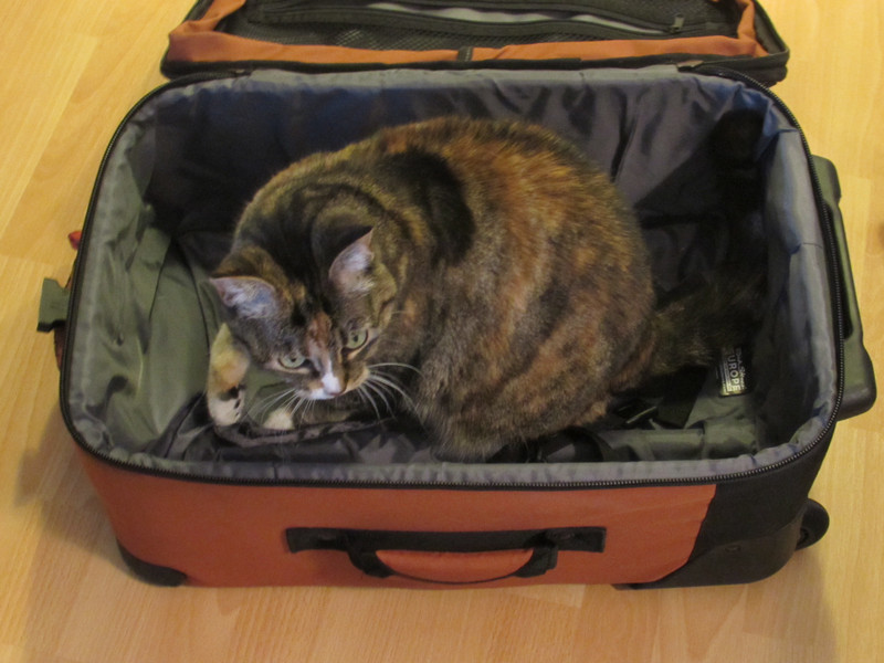 Obligatory cat in suitcase pic