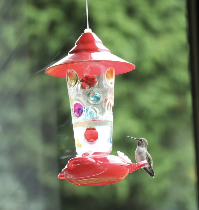 A hummingbird at our feeder