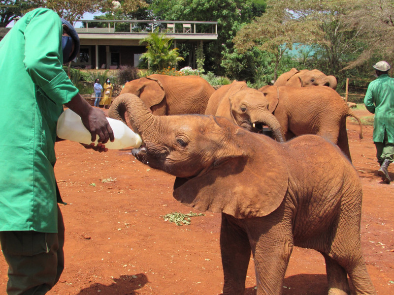 Feeding the baby elephants