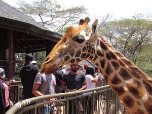 Giraffe at the feeding station