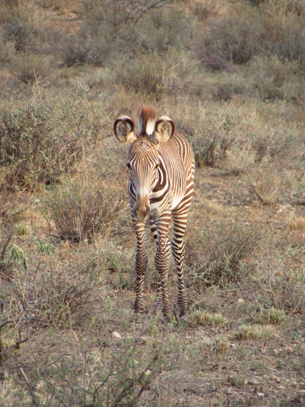 Baby Grevy zebra