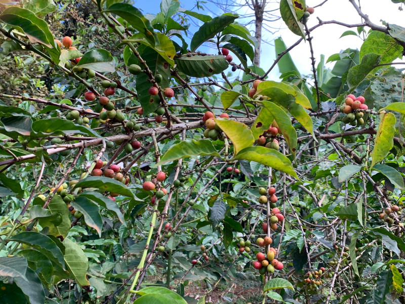 Coffee berry tree