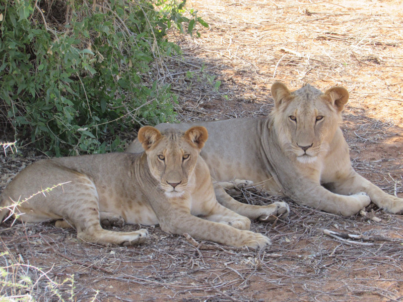 Male and female lions