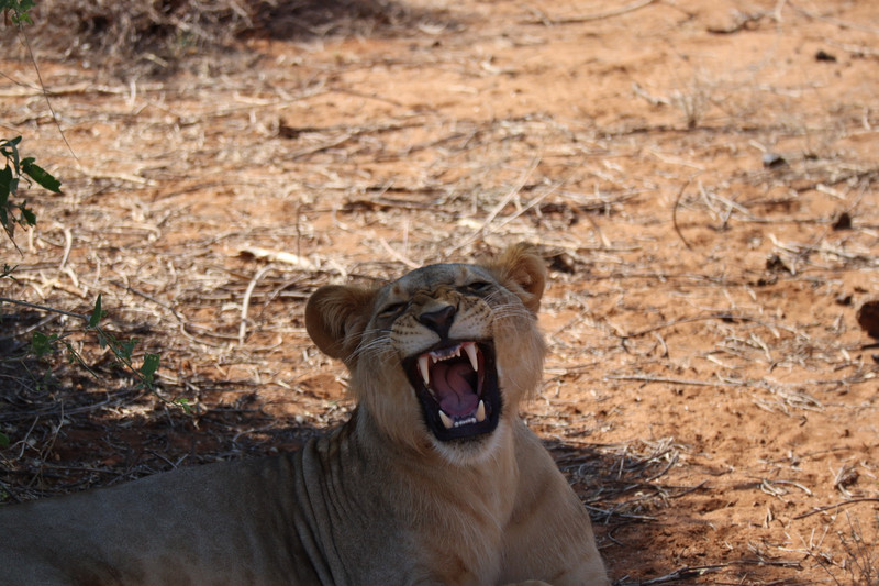Big yawn!
