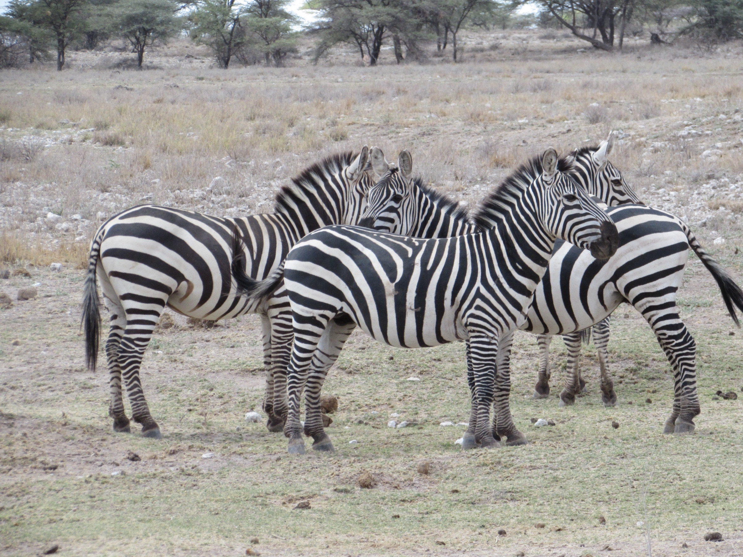 Burchell's zebras | Photo 