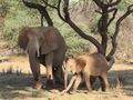Elephant - Mom and baby