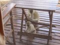 Black faced vervet monkeys