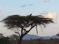 Evening in Samburu