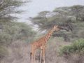 Reticulated giraffe 