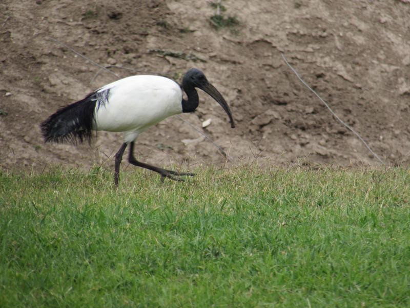 African sacred Ibis