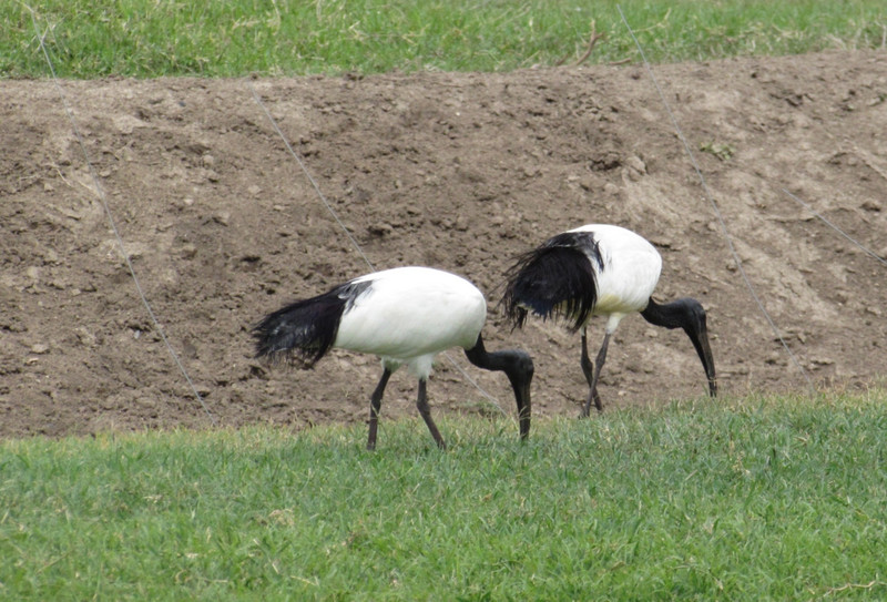 A pair of African sacred ibises