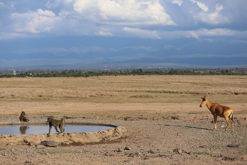 Olive baboons and a Coke’s hartebeest 