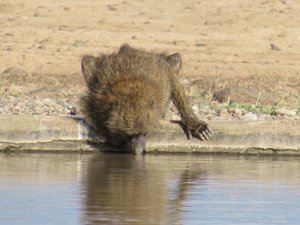 Olive baboon at a drinking hole
