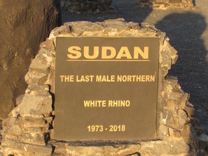 Sudan - the last male Northern White Rhino