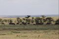 Spotted hyenas in foreground, Cape Buffalo in background 