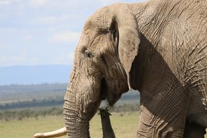 Elephant - missing one tusk