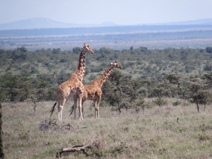 Reticulated Giraffes 
