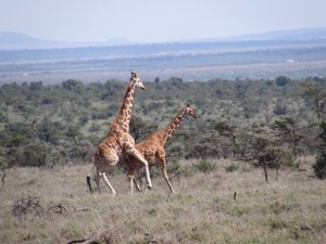 Reticulated giraffes 