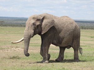Single tusked elephant