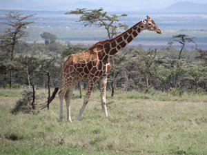 Reticulated giraffe among the acacias