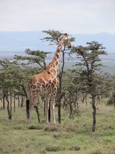 Reticulated giraffe among the acacias 
