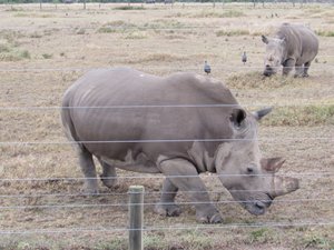 The last two remaining Northern White Rhinos