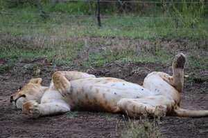 Lounging lions