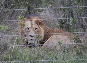 Male lion in an adjacent enclosure