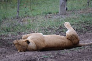 One of the sleeping female lions