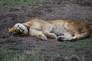 The other sleeping female lion