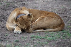 Female lion curled up like a house cat