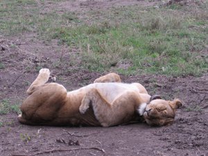 Female lion sleeping