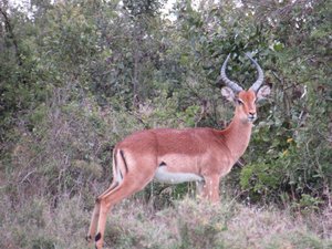 Male impala 