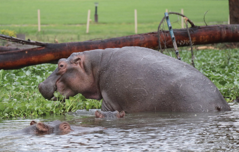 Hippos!