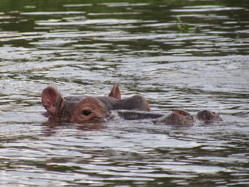 This is all you usually see of hippos in the water 