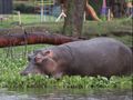 Hippo munching on water hyacinth 