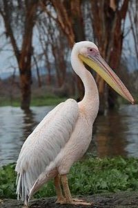 Pink Pelicans