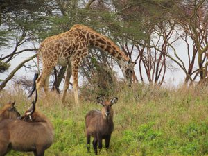 Masai Giraffe and various antelopes on Crescent Island