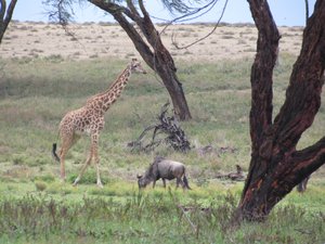 Masai Giraffe and a wildebeest 