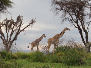 Masai Giraffes on Crescent Island