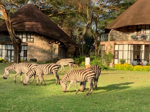 Burchell’s Zebras at our lodge