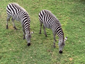 Burchell’s Zebras